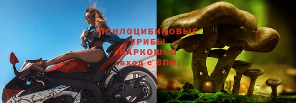 индика Абаза